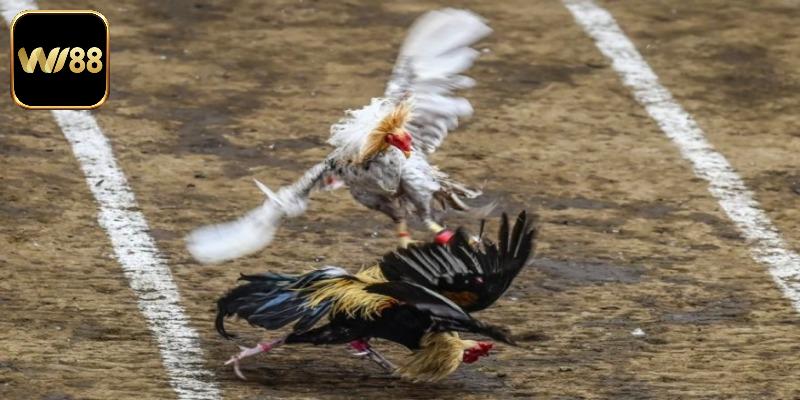 Bí kíp giúp chấp tiền gà gọi không bị lừa