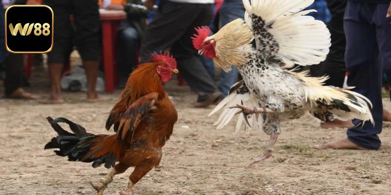 Cách Chấp Tiền Gà Chọi Chuẩn Xác Và An Toàn Tại Nhà Cái Wi88