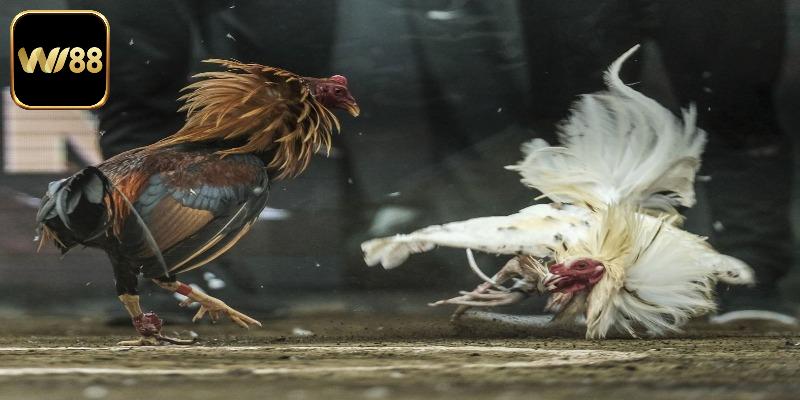 Cách tính tiền cược trong chấp gà chọi tại Wi88