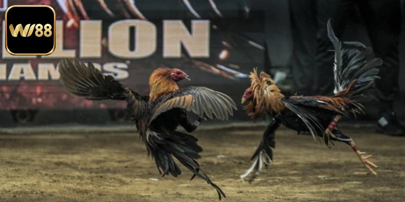 Thông tin cần rõ về luật trong cách chấp tiền gà chọi
